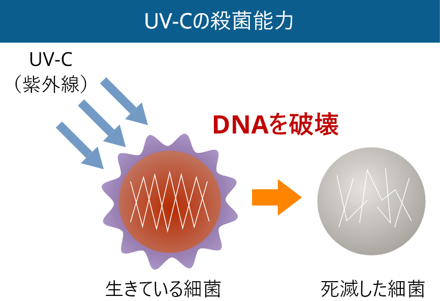 UV-Cの殺菌能力