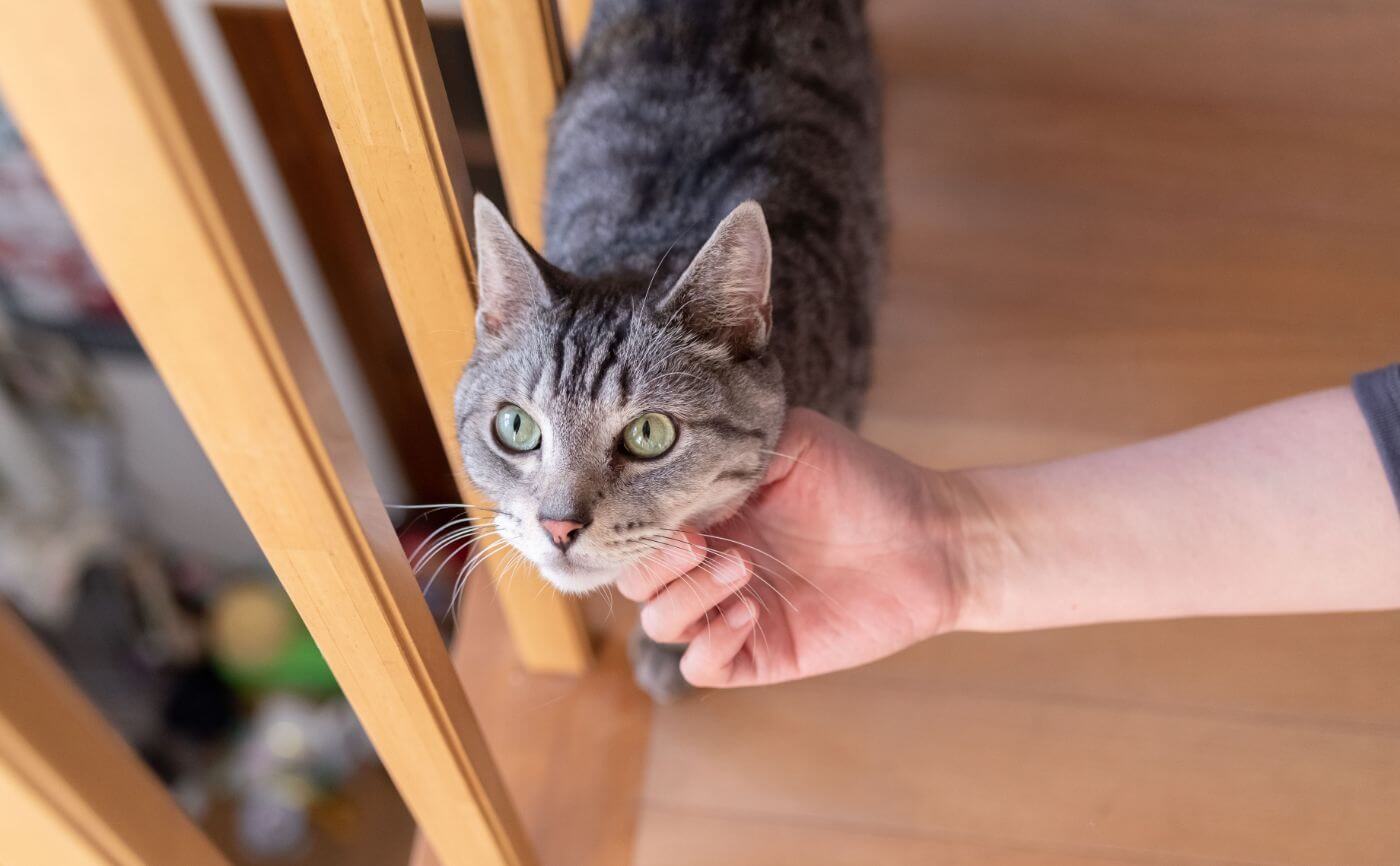 ペットを飼っている場合、空気清浄機の置き場所はどこにする？