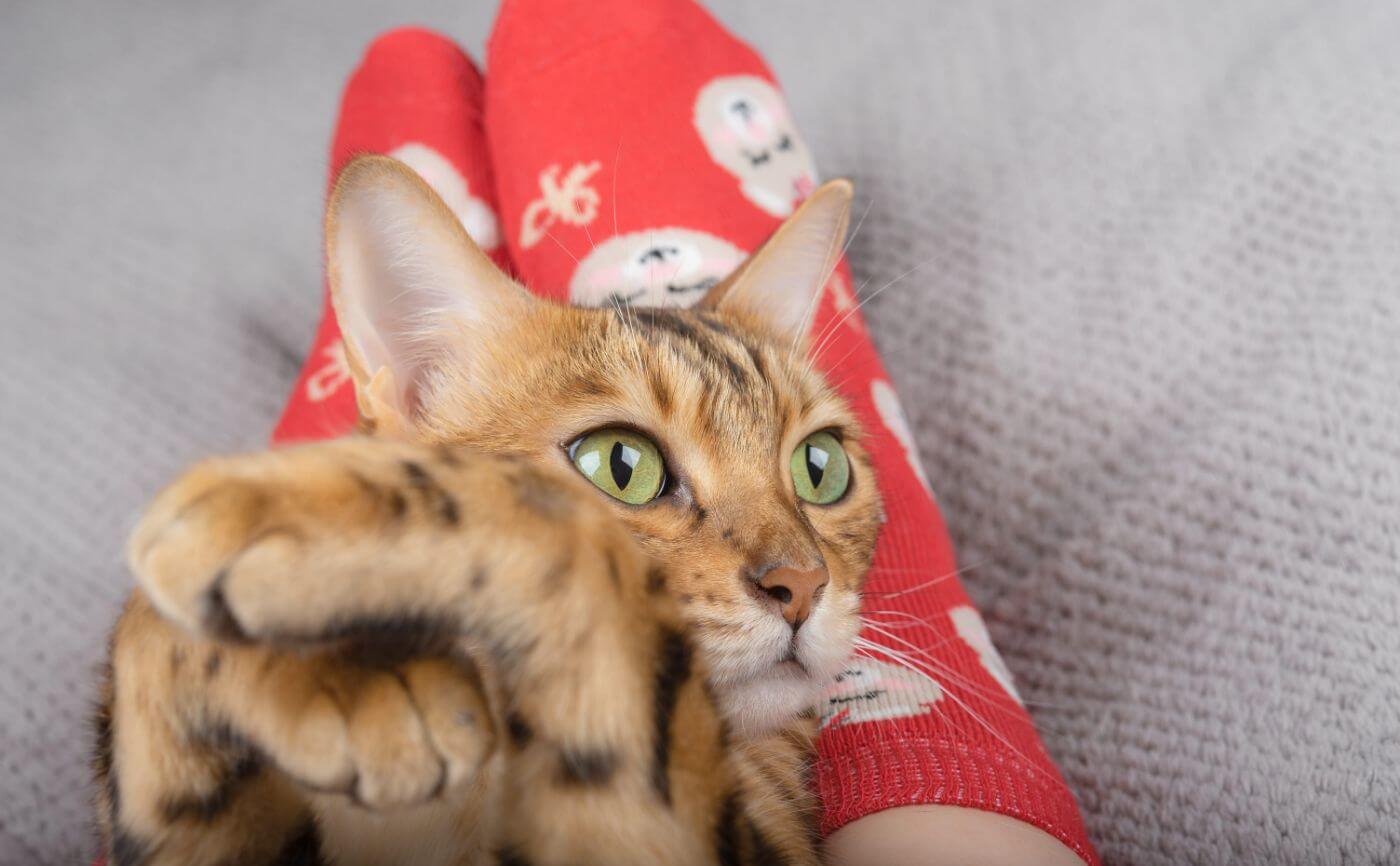 【ペットと空気清浄機】猫の抜け毛の原因は何？掃除方法もご紹介