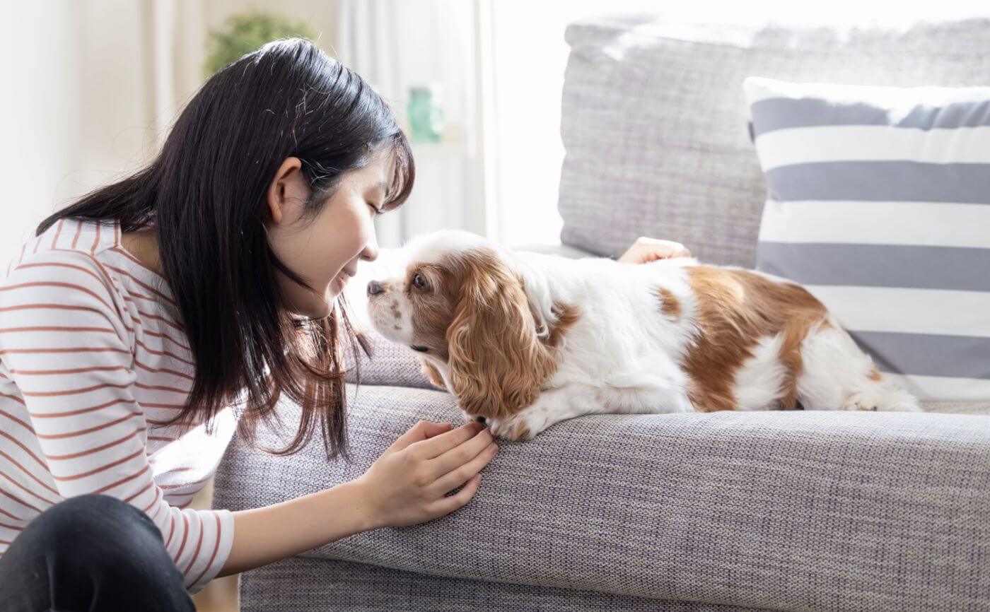 犬の室内飼いには脱臭機