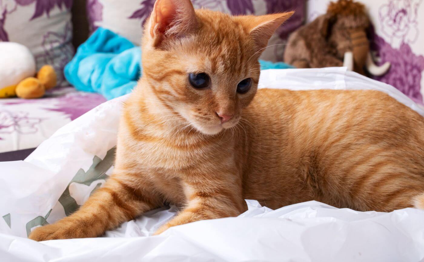 猫をお部屋で飼う際には脱臭機の導入がおすすめ！