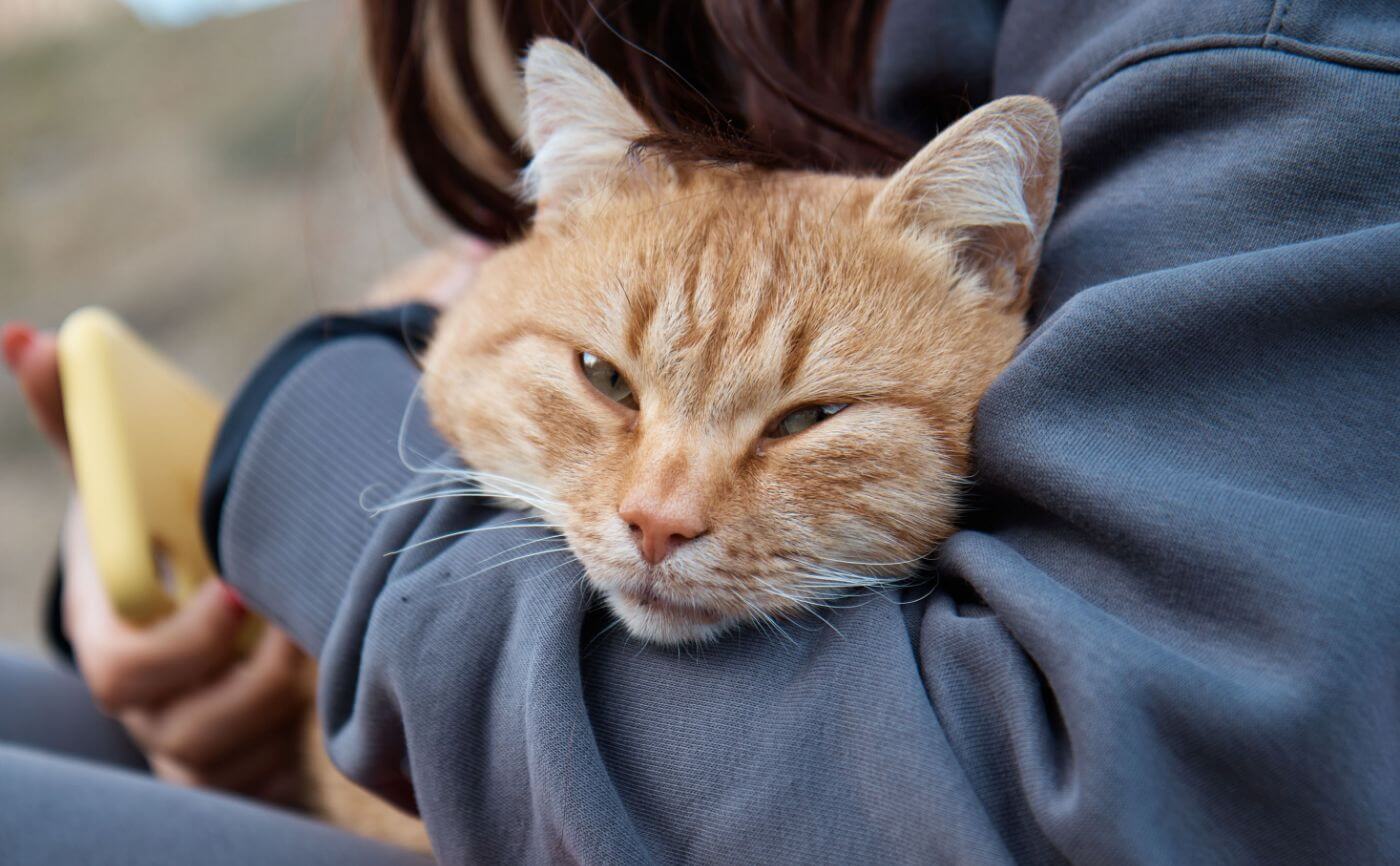 猫を飼う前に脱臭機の設置