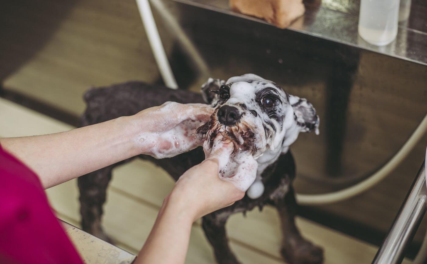 犬のシャンプー