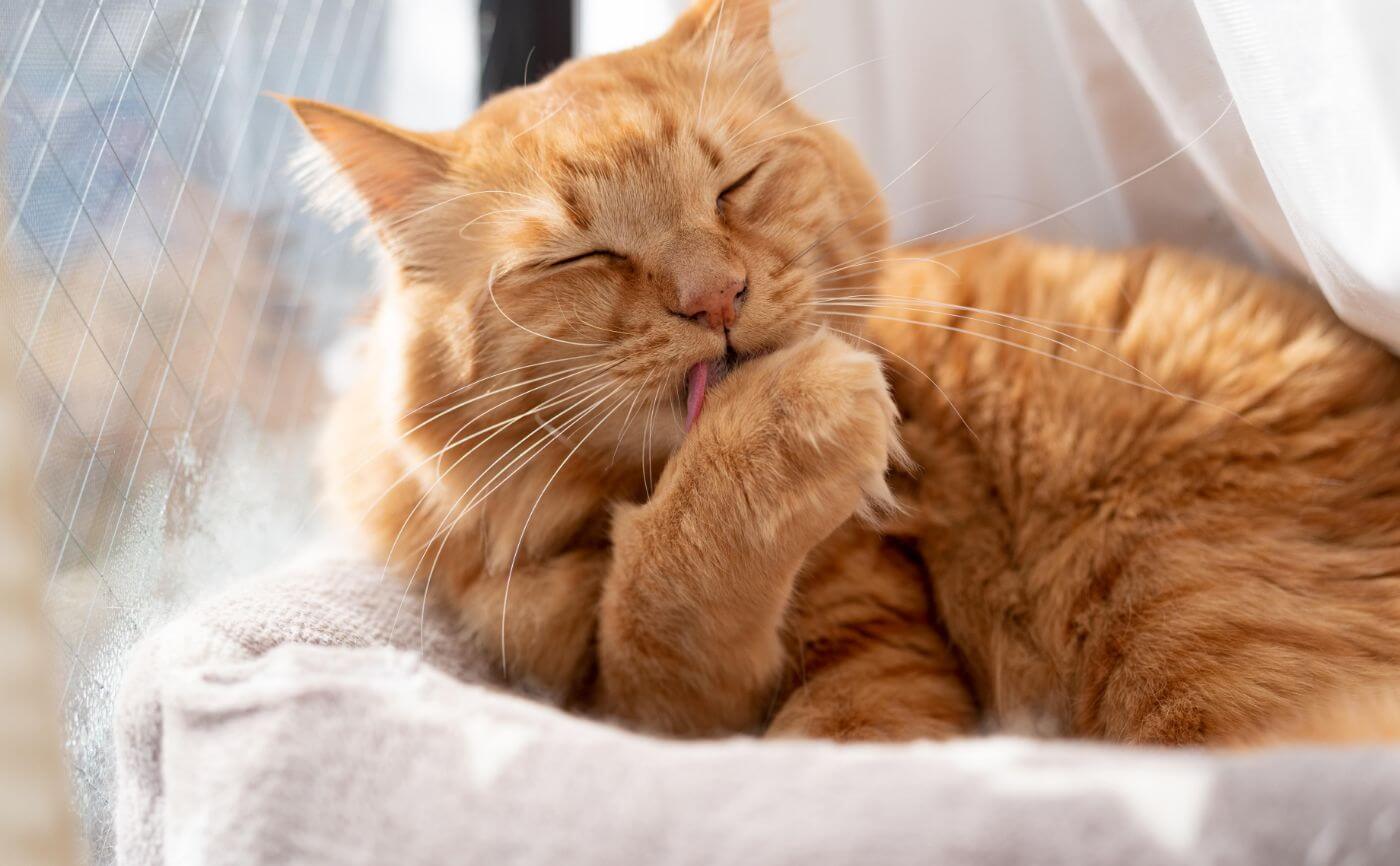 【ペットと空気清浄機】猫が毛づくろいをする理由とは？