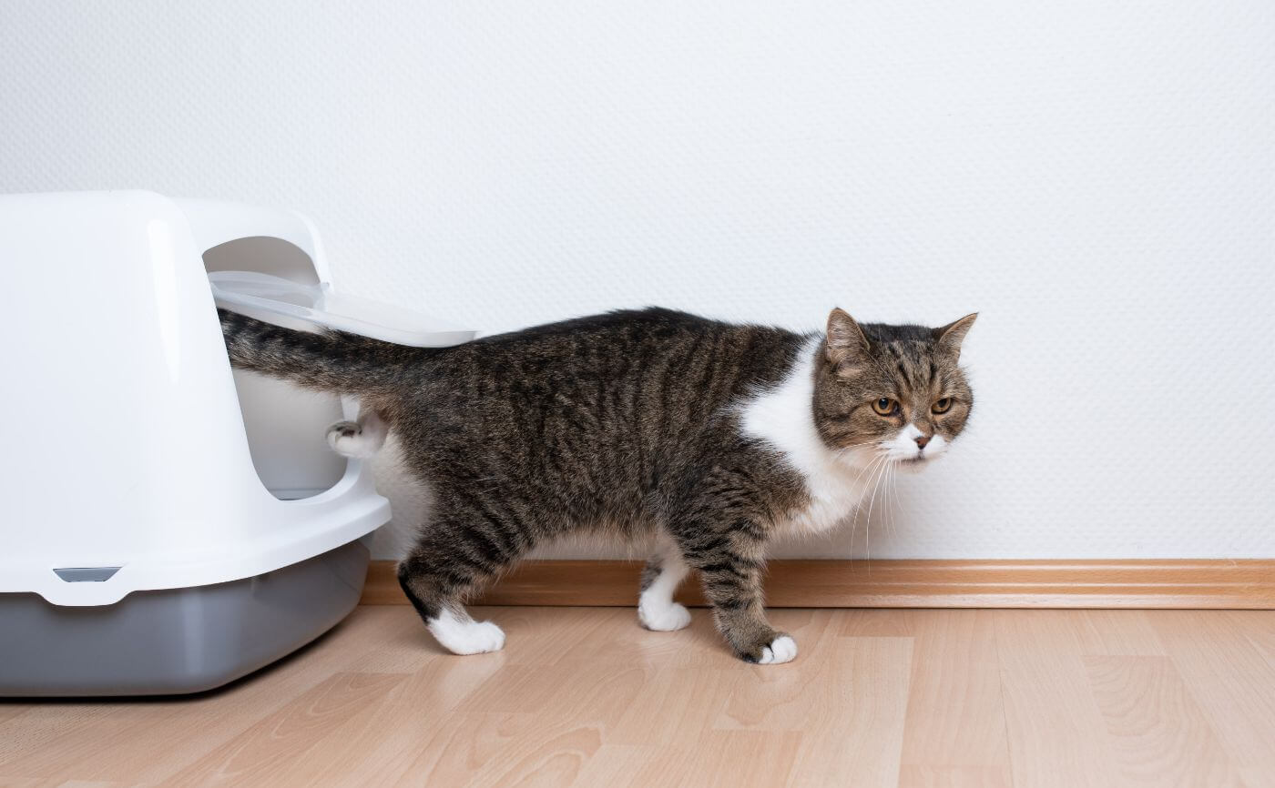 【ペットと脱臭機】猫のおしっこが臭い原因とは？