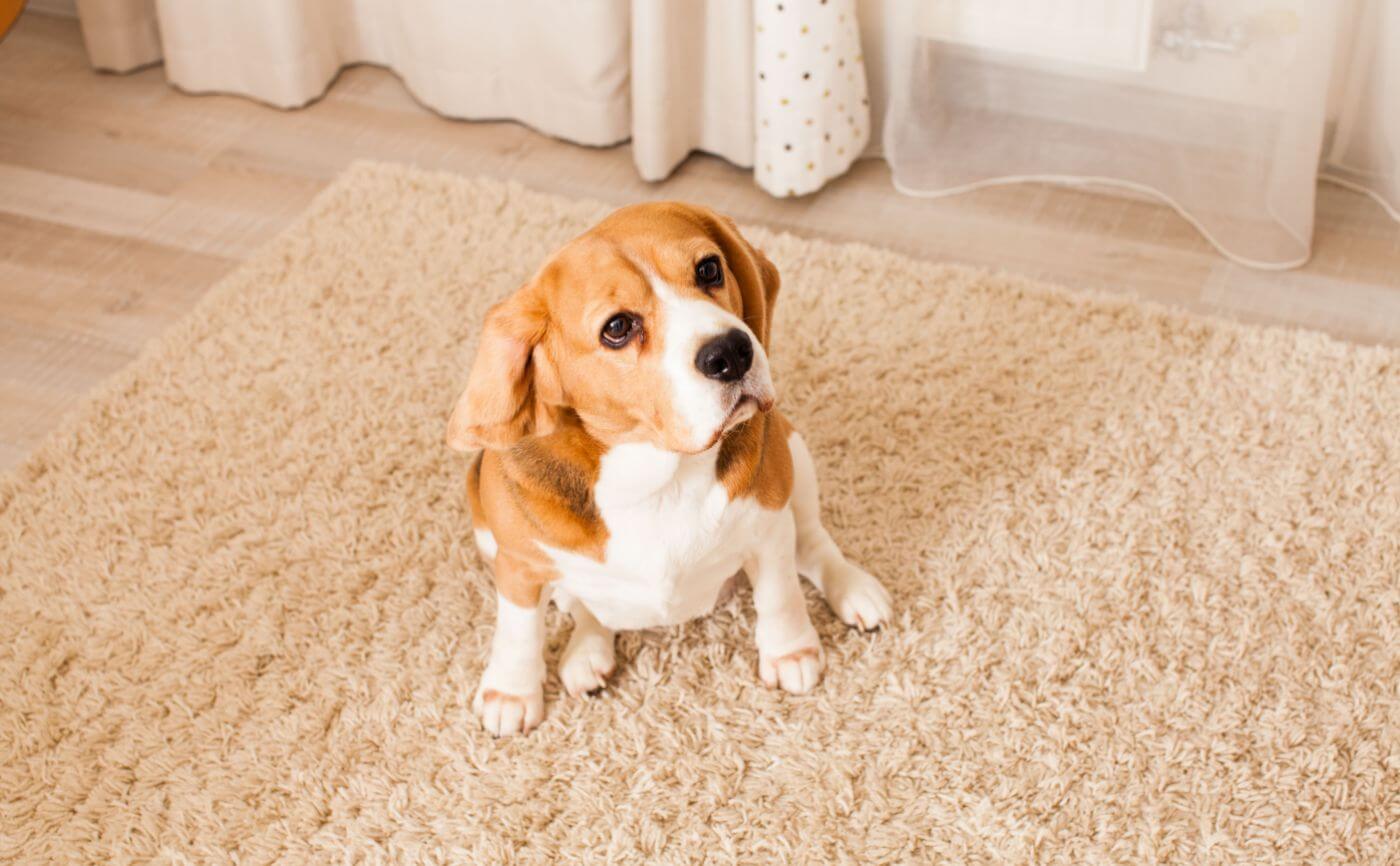 ペットとして犬を飼っている