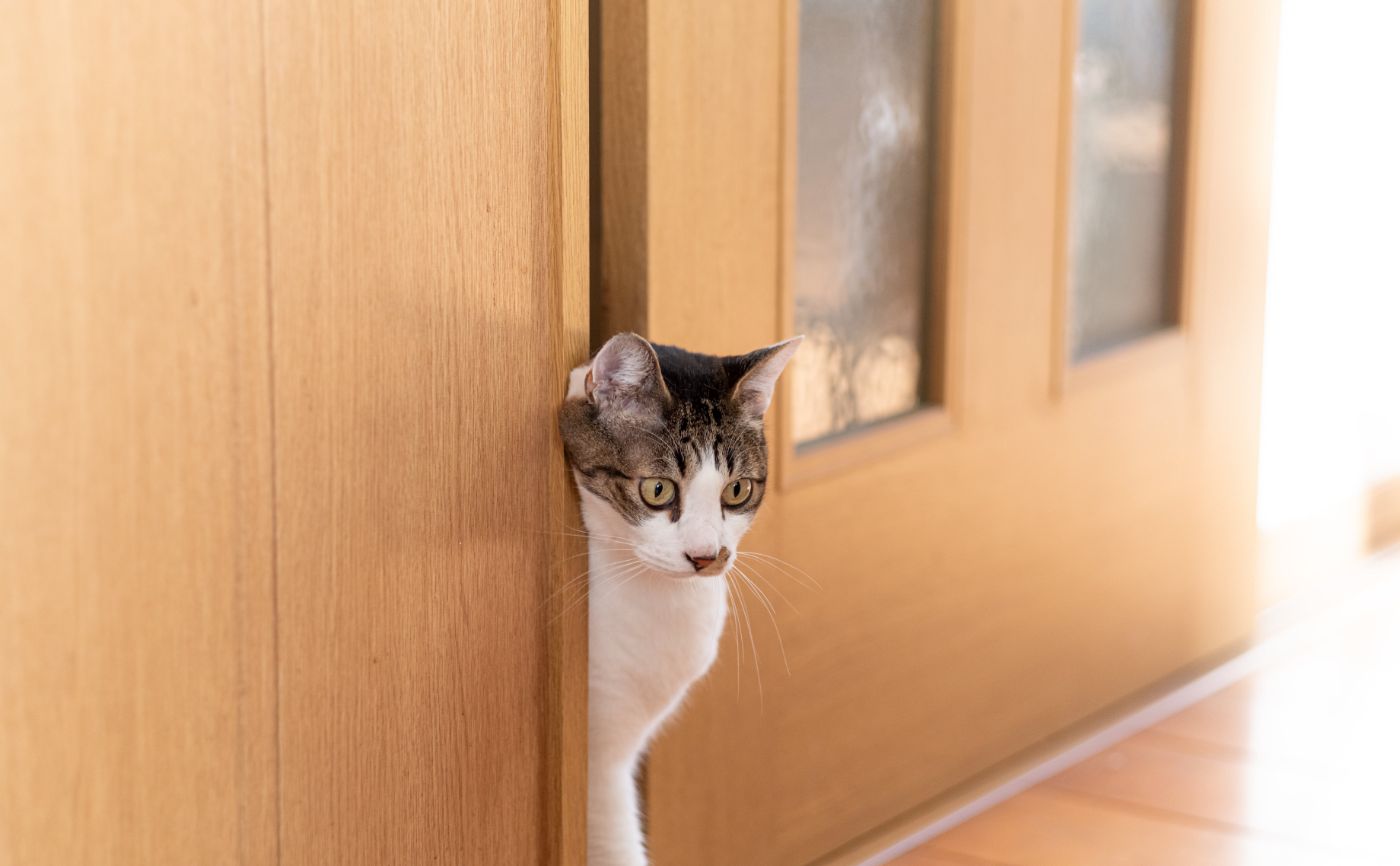 【ペットと脱臭機】猫を飼う際に準備しておきたいものについて