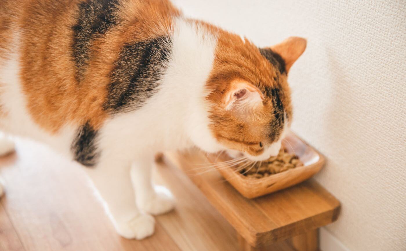 猫を飼う前にそろえるもの