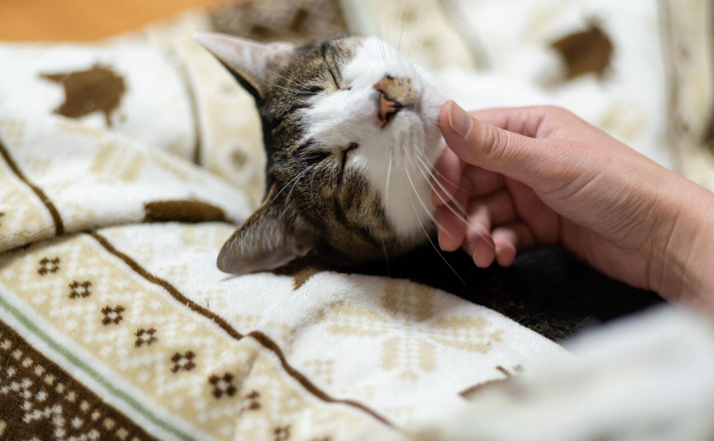 猫のニオイで健康診断