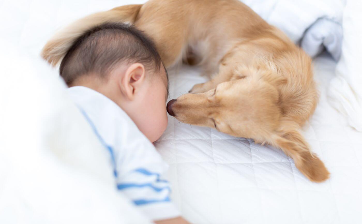 【ペットと空気清浄機】犬の抜け毛掃除は大変？簡単な掃除方法とは？