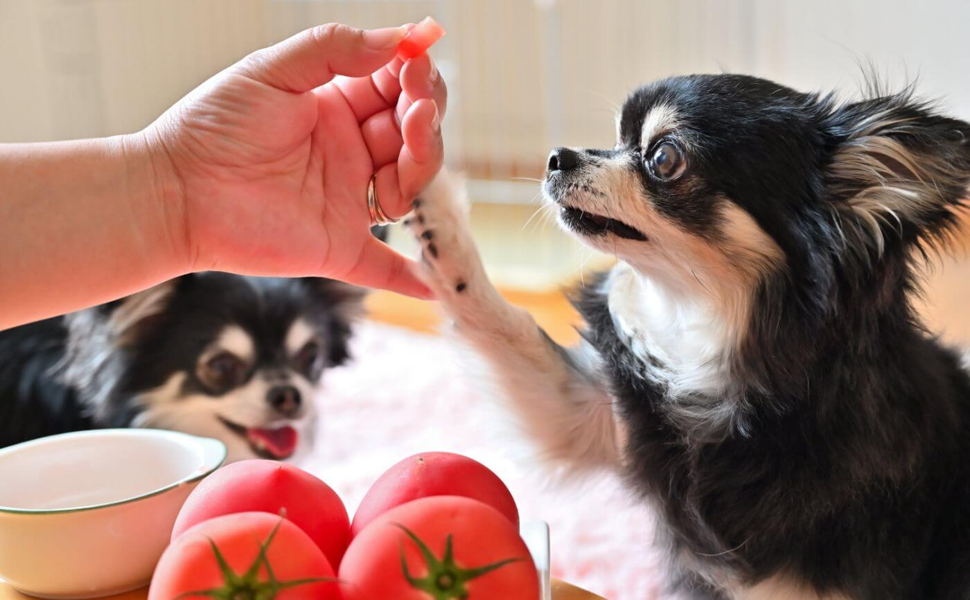 犬の体臭の原因は何？