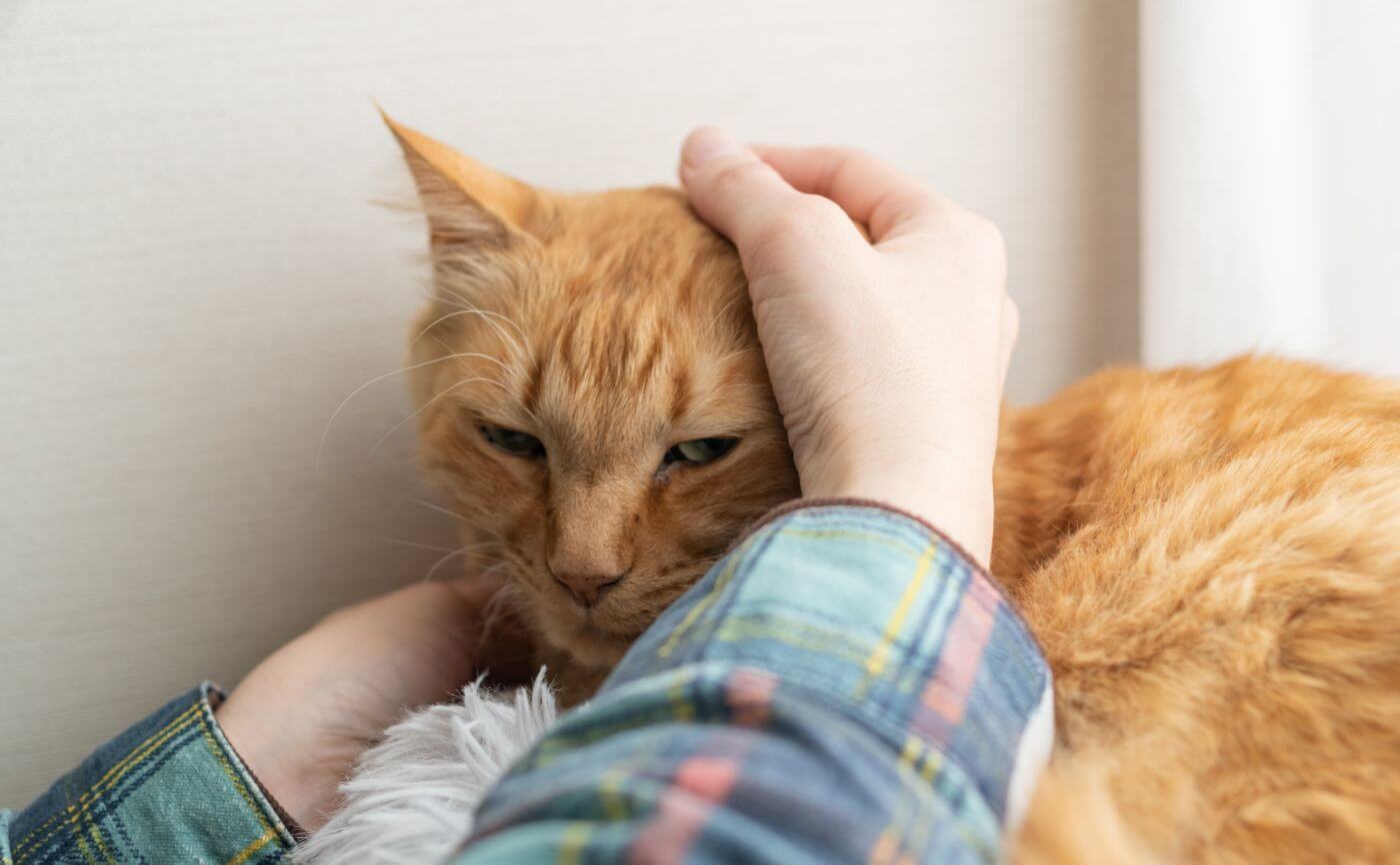 【ペットと空気清浄機】猫の抜け毛の原因は何？掃除方法もご紹介