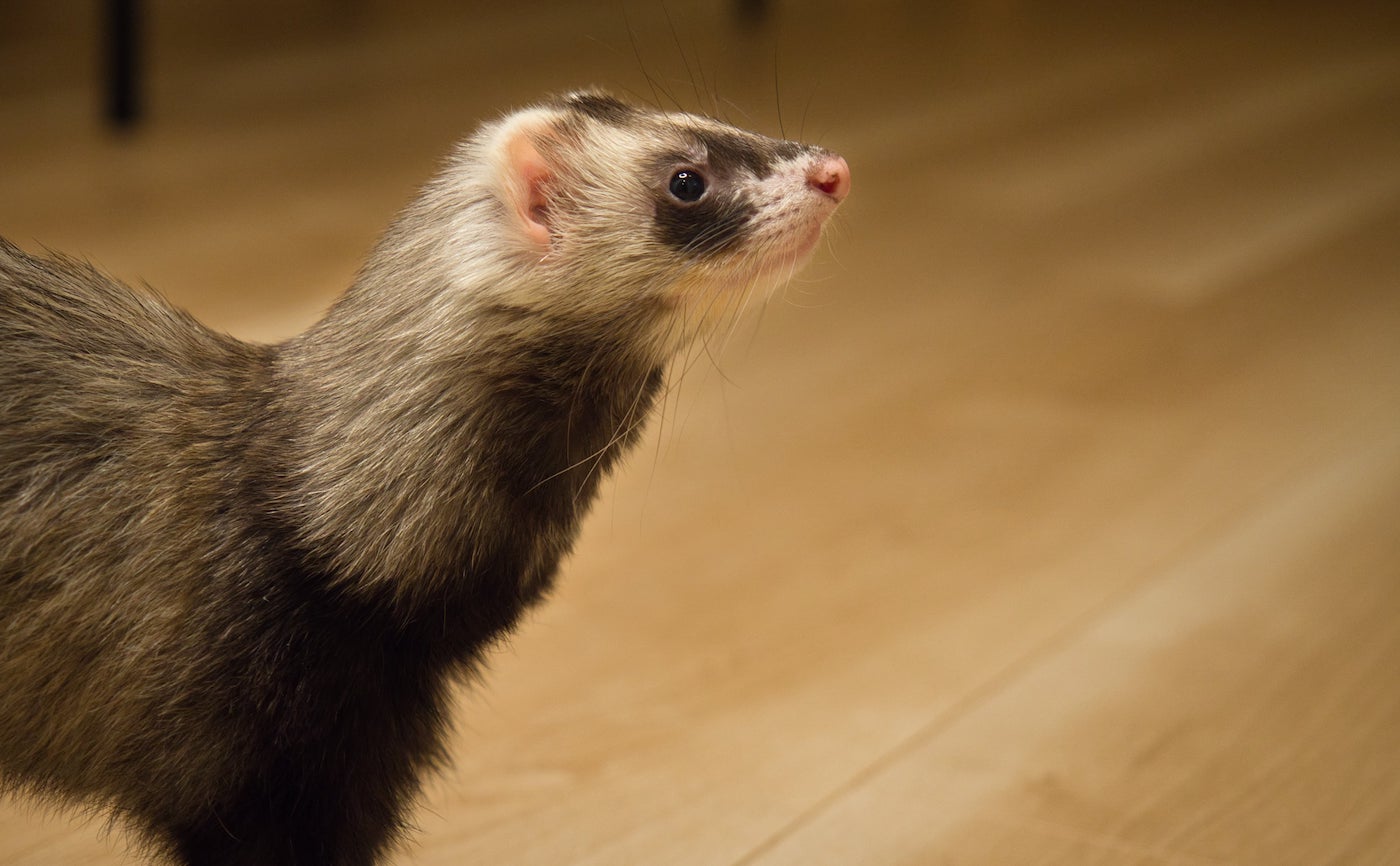 フェレットを飼う際の臭い対策