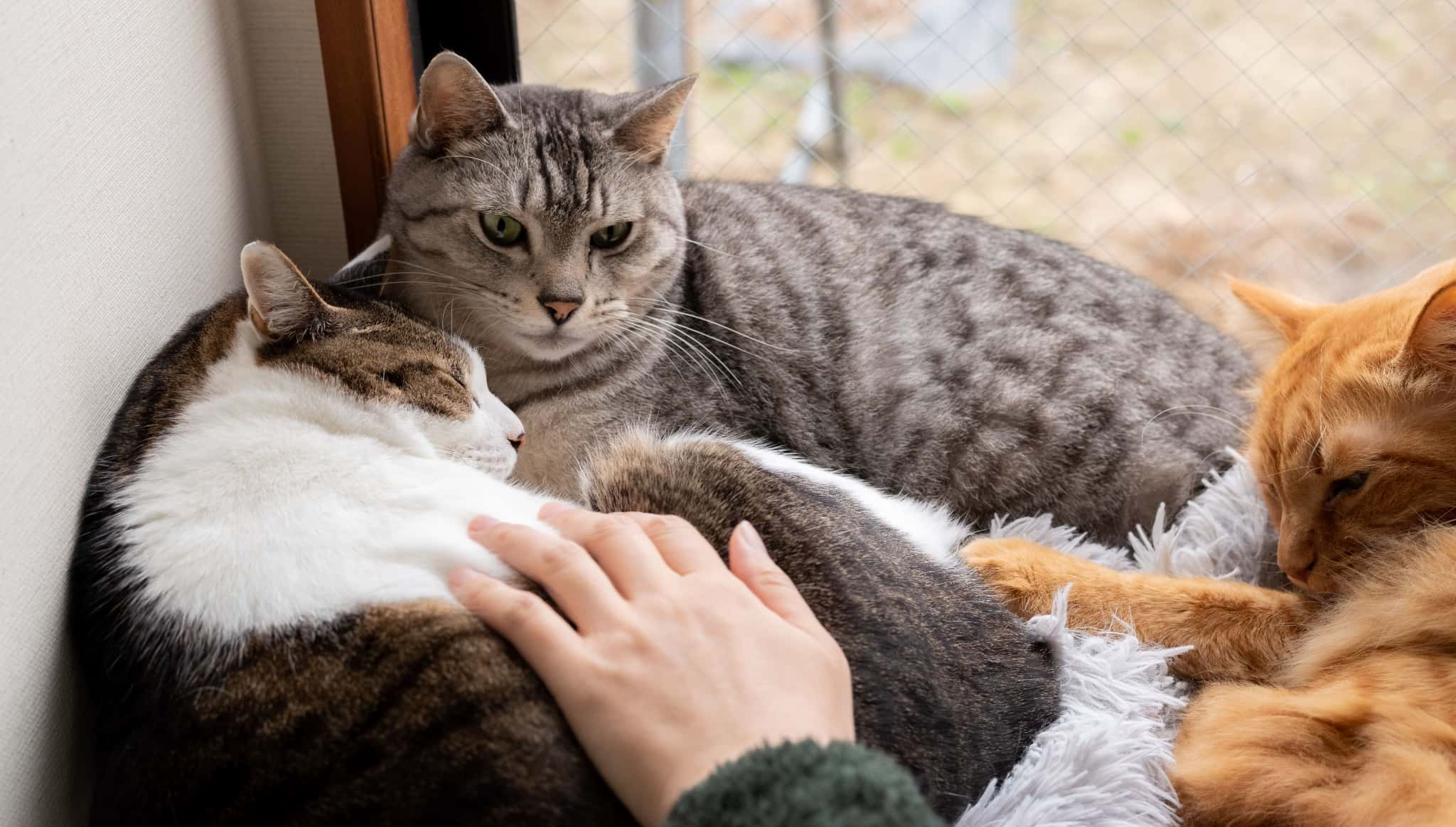 多頭飼いのニオイの消臭対策