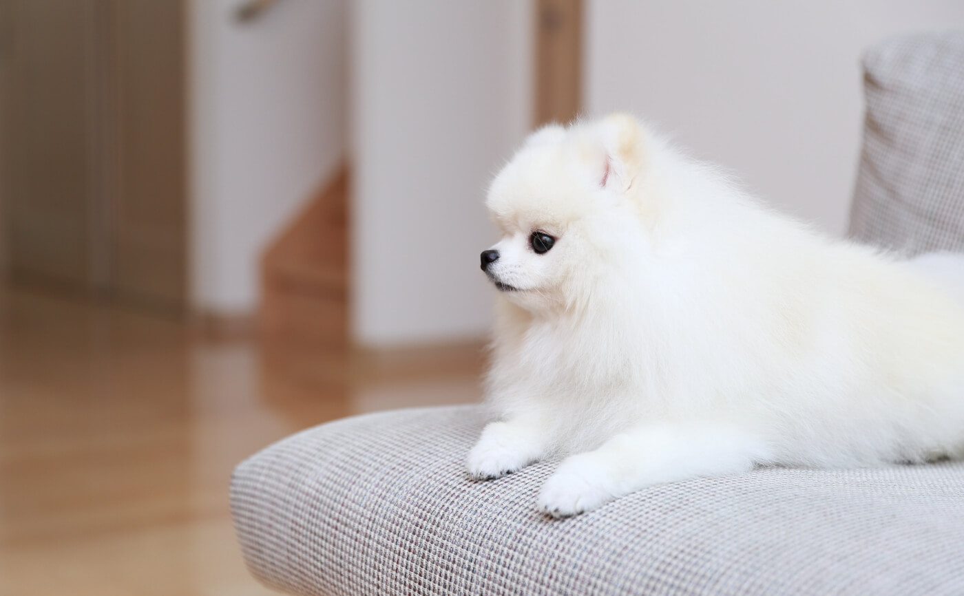 ペットと脱臭機 犬がにおう その原因や対策法をご紹介 Qais コラム一覧 サンスター