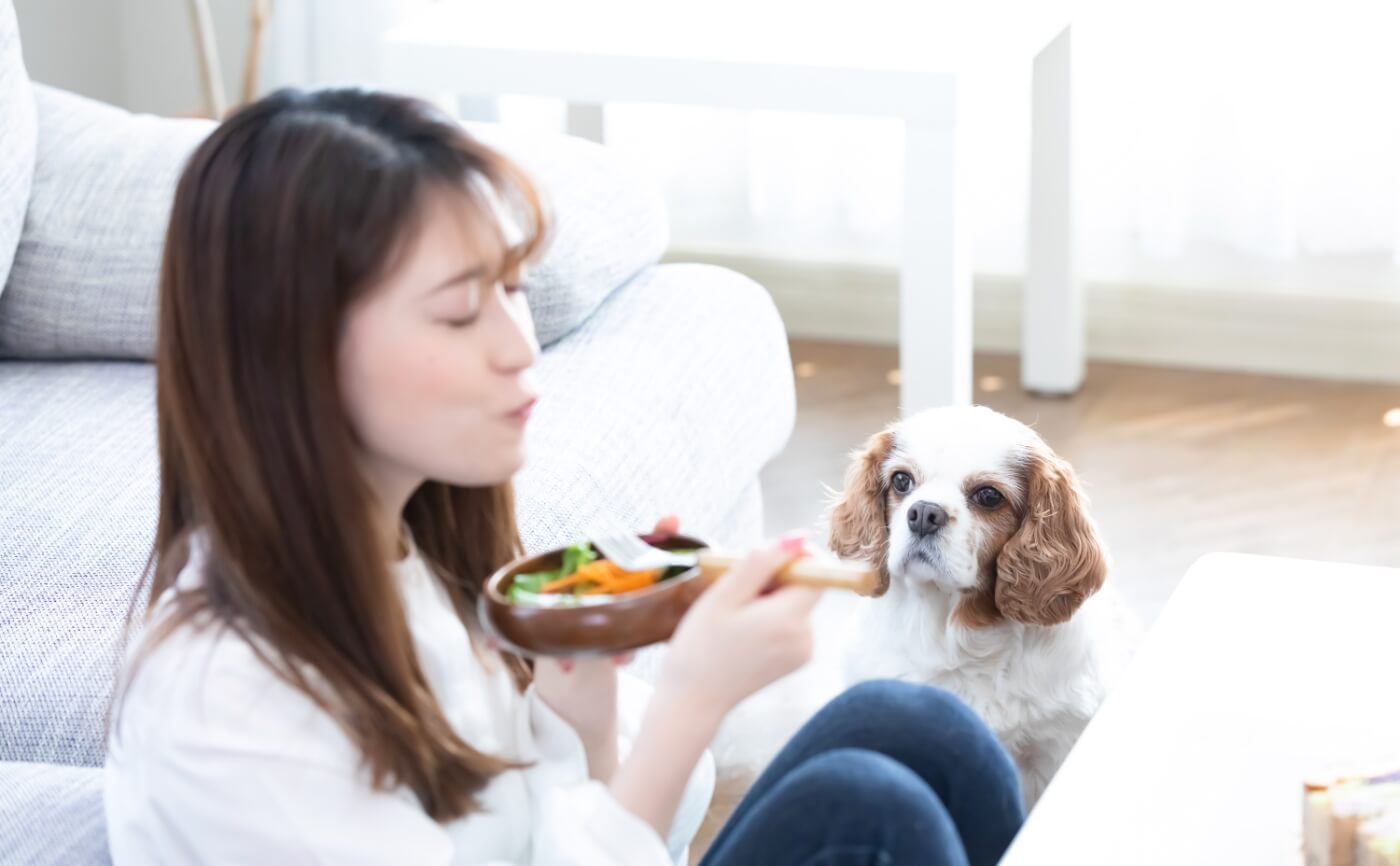 室内犬の注意点