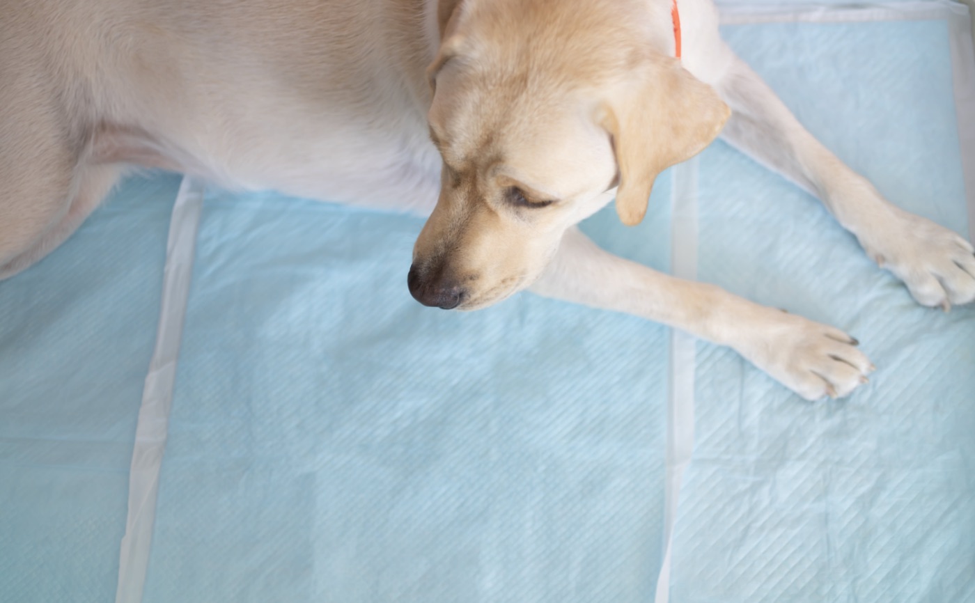 【ペットと脱臭機】室内で犬を飼う際にはトイレトレーニングを！