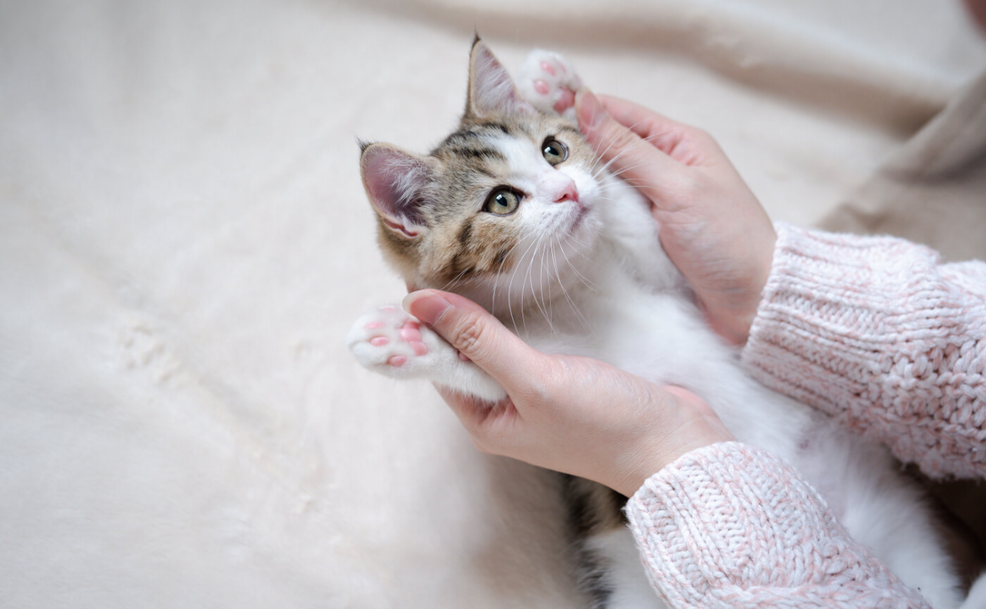 【ペットと脱臭機】猫の体臭の原因と臭い対策について