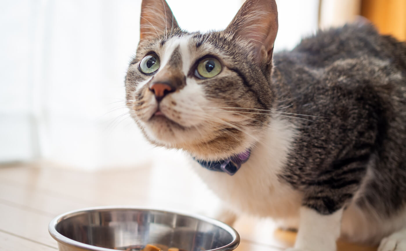 室内飼いの注意点