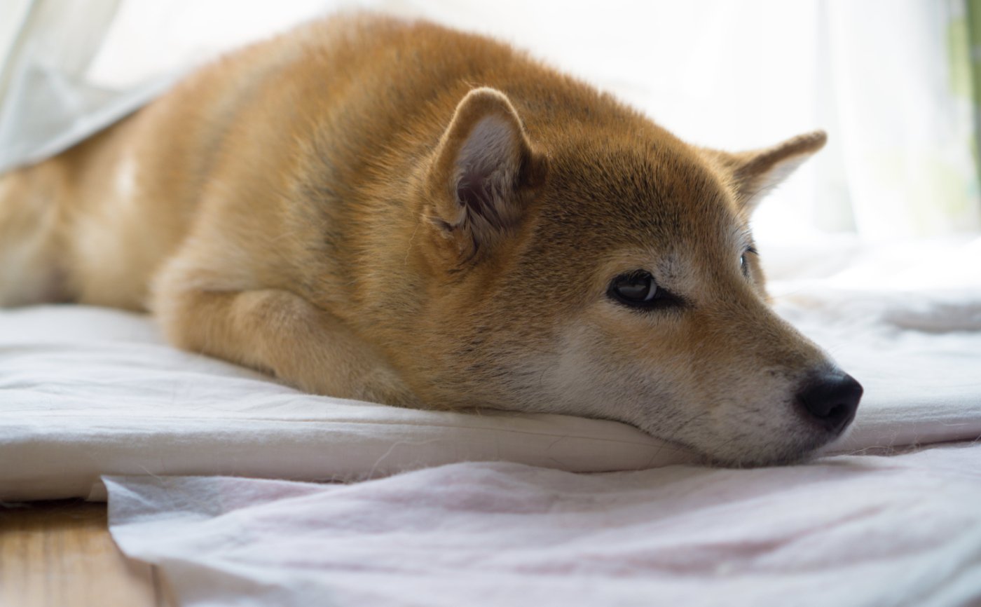 犬の抜け毛の時期とは？ペットの換毛期対策には空気清浄機がおすすめ？