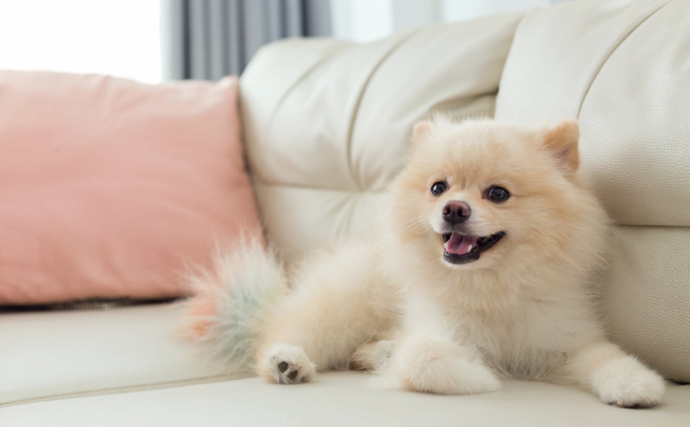 【ペットと空気清浄機】犬は室内飼いが良い？室外飼いが良い？