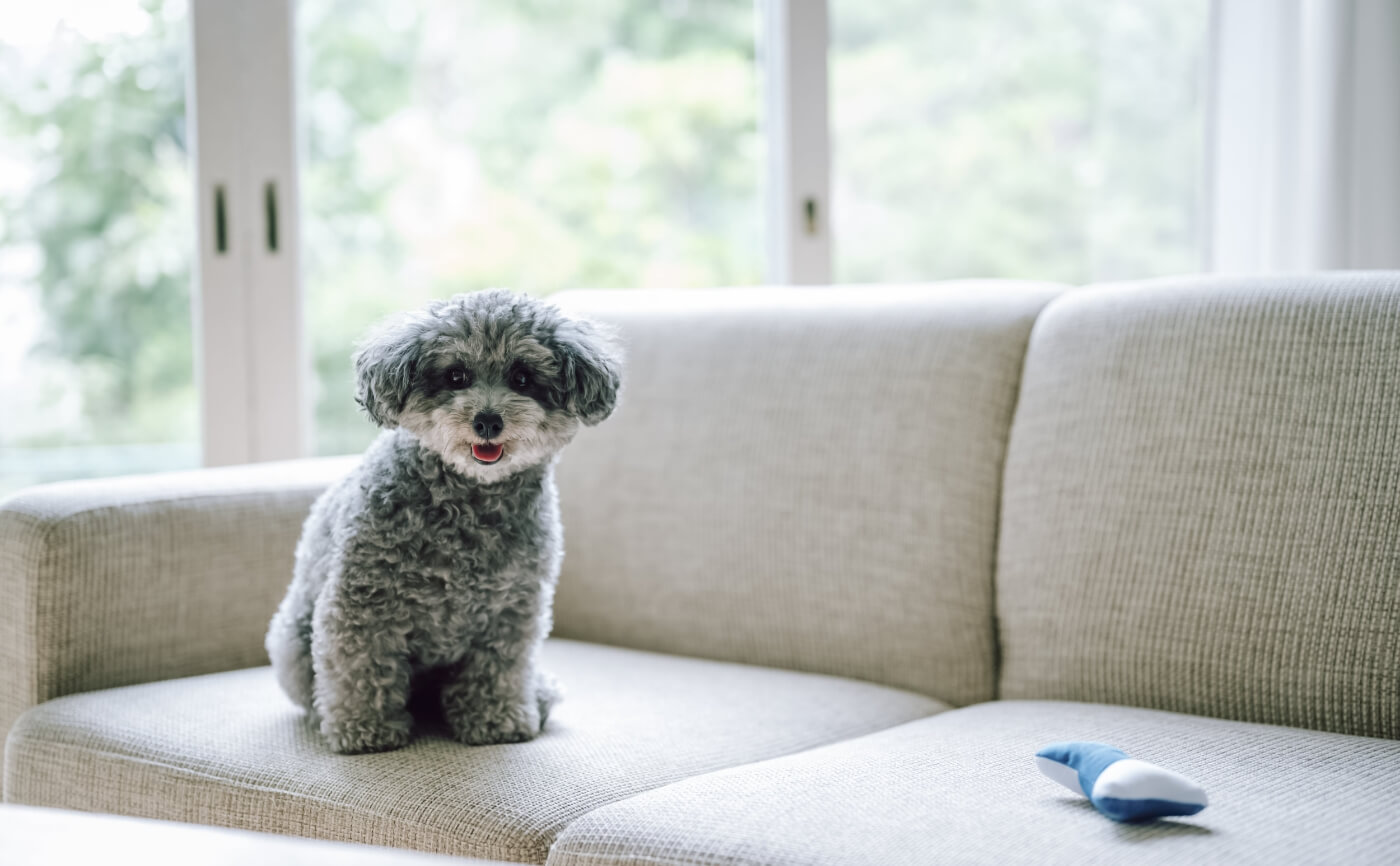 【ペットと空気清浄機】犬を飼う前に準備しておきたいものについて