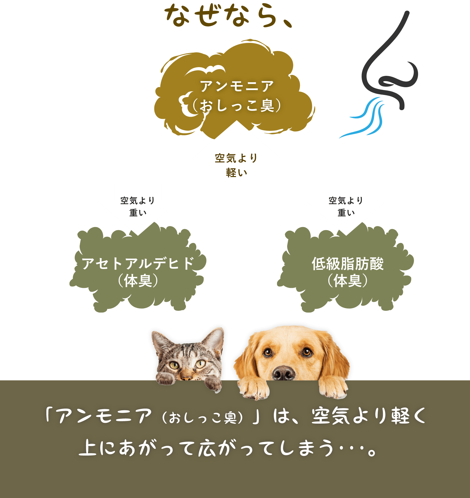 なぜなら　アンモニア（おしっこ臭）　空気より軽い　空気より重い　アセトアルデヒド（体臭）　低級脂肪酸（体臭）